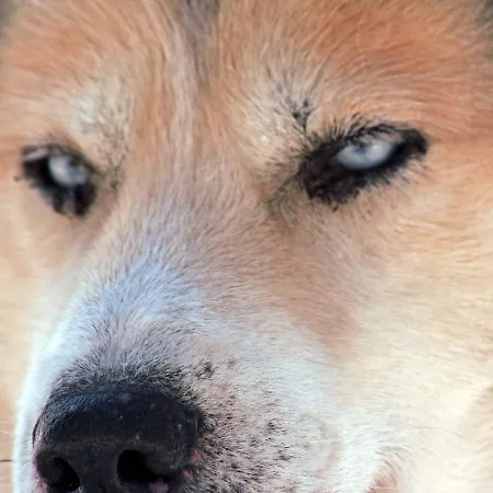 Hotel Beana Laponia - Wilderness Boutique With Safaris Meltaus