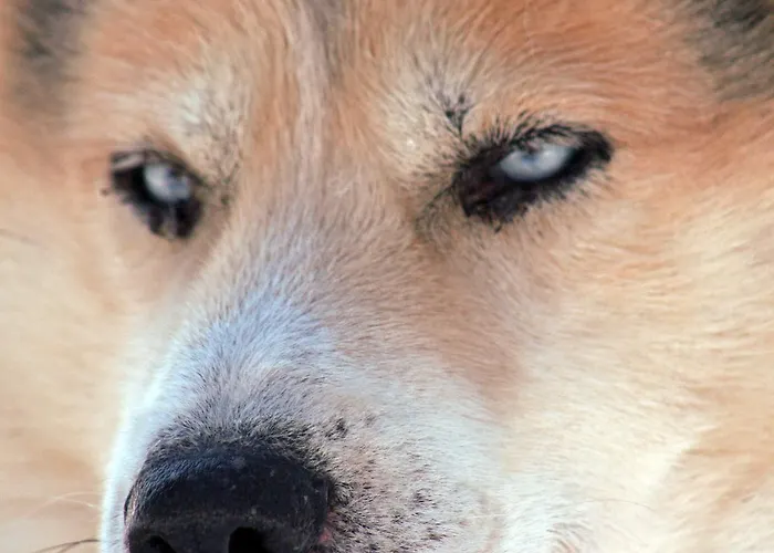 Hotelli Beana Laponia - Wilderness Boutique With Safaris Meltaus